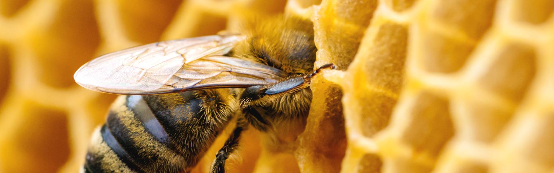 Beeswax Uses & Sourcing: A Guide for Sustainable Industries